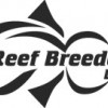 Reef Breeders LEDs