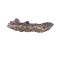55 Pounds Real Reef Shelf Rock - Real Reef Solutions 55 Pounds Real Reef Shelf Rock - Real Reef Solutions
