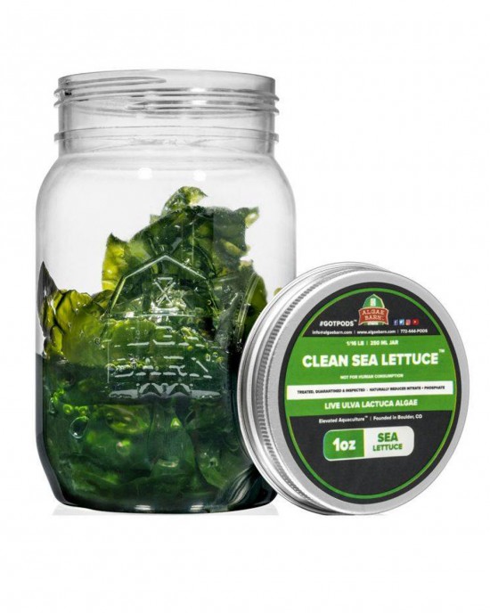 CLEAN SEA LETTUCE - LIVE ULVA LACTUCA ALGAE - ALGAEBARN