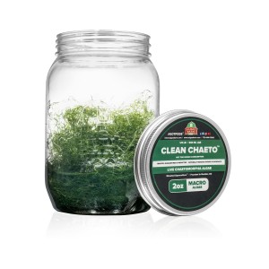 CLEANCHAETO - LIVE CHAETOMORPHA ALGAE - ALGAEBARN
