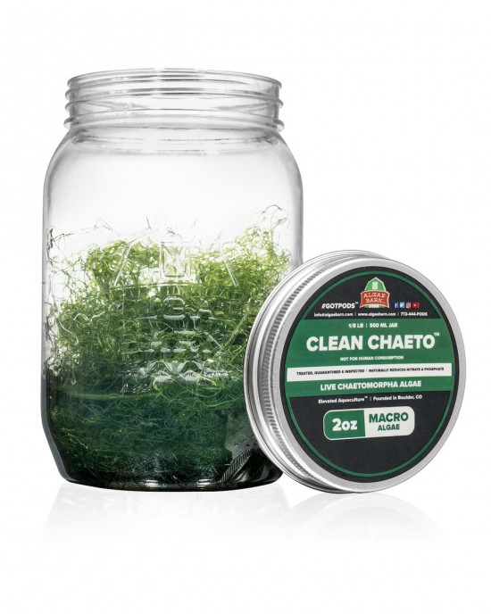 CLEANCHAETO - LIVE CHAETOMORPHA ALGAE - ALGAEBARN