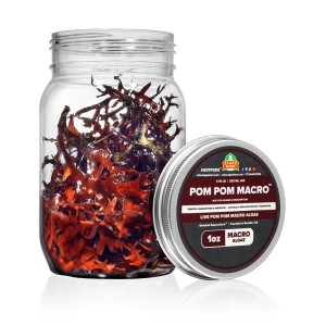 POMPOM - LIVE POMPOM GRACILARIA ALGAE - ALGAEBARN