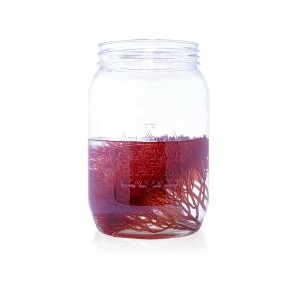 RED OGO - LIVE RED OGO GRACILARIA ALGAE - ALGAEBARN