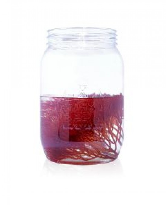 RED OGO - LIVE RED OGO GRACILARIA ALGAE - ALGAEBARN